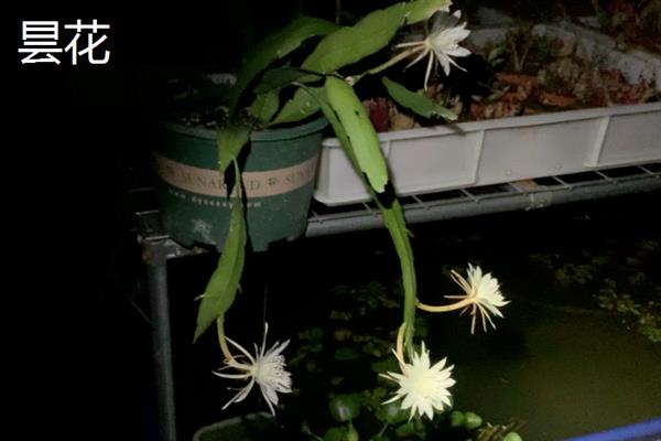 晚上11点有哪些开的花，有昙花、月见草等
